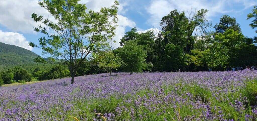 Lavanda